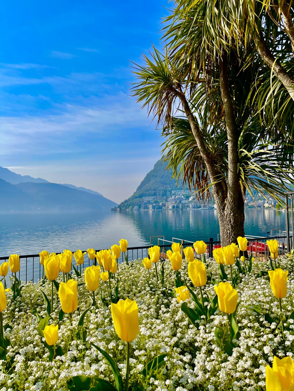 Tulpen am Lago Maggiore