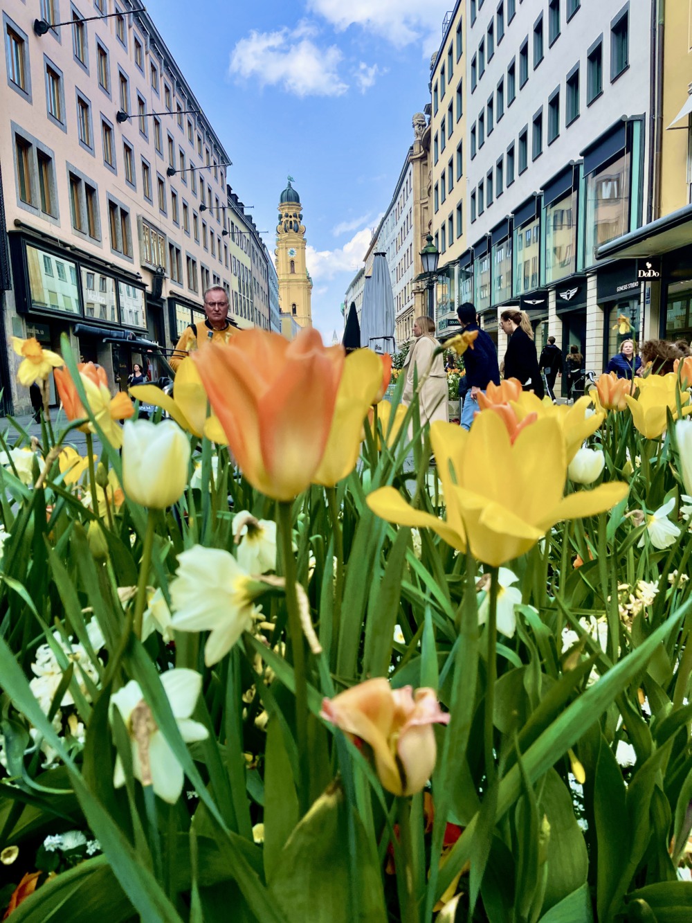 Tulpendekoration auf der Theatinerstraße in München